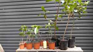 Port Jackson Fig (Rusty) Starters for Bonsai from $7