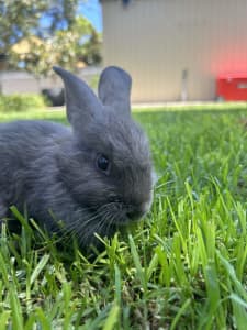 8 week old lop rabbit - $50 with cage and food