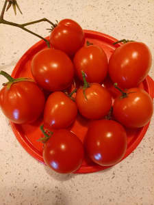 Little Napoli Tomato $2.00/15 SEEDS
