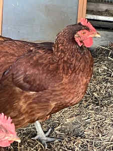 4 laying chickens for sale