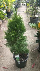 Conifers Thuja Smargd and Morgan in 200 mm pots Ipswich 