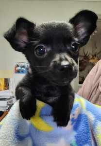 Chihuahua pups pure bred. REDUCED $1,600