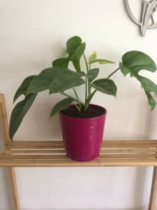Monstera in pink coloured pot.