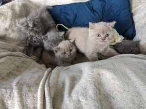 READY TO GO -British Blue Shorthair Kittens for Sale Gippsland