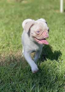 PINK PURE BREED Pug Puppies Boys