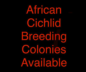 Cichlid breeding colonies