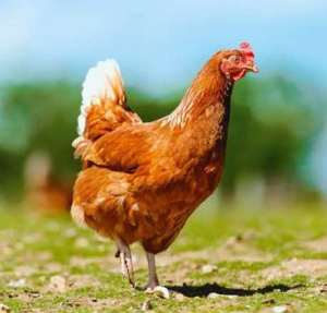 Commercial Laying Hens - Hyline Chickens