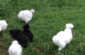 Purebred Silkie chickens & hatching eggs
