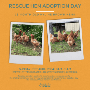 Adoption Day | Waverley, TAS | Rescue Hens
