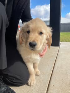 One male Golden retriever puppy for sale