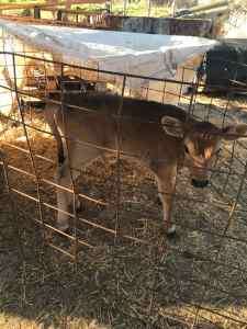 Jersey Bull Calf for Sale