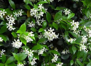 Star Jasmine (Trachelospermum Jasminoide) 150mm pots 40- 60cm high