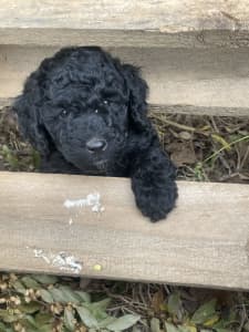 Purebred poodle puppies