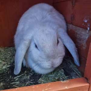 3 Young Rabbits/Bunnies for sale, pick up in Byford 