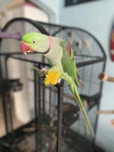 Male Alexandrine Parrot.