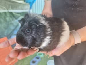 Guinea Pigs looking for loving new homes
