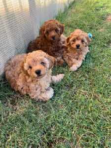 Red toy poodles (girls) Located Geraldton, drop off Perth and Bunbury
