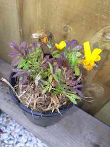 Marigold Yellow flower plant and Tradescantia zebrina in plastic pot