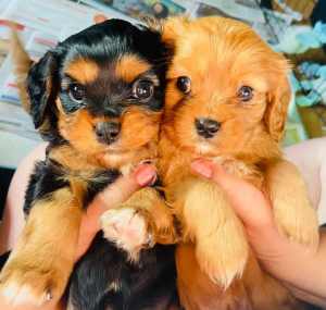Cavalier King Charles puppy ready for their new home!