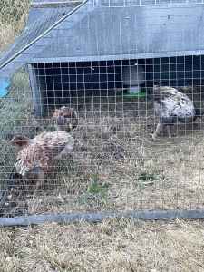 Chicken coop suit 3 pullets or chickens and hen