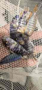 African cichlids assorted