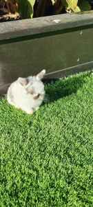 BABY Minilops Rabbits_Pick up Craigieburn