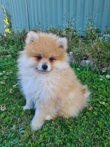 Pure bred Pomeranian Puppy