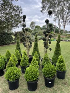 Buxus Clouds-Sold. Buxus from $7 Many other plants available