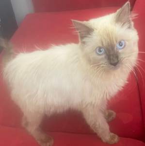 Open to offers purebred Ragdoll female