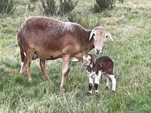 Pregnant Damara ewes, self shedding, lawnmower, drought tolerant 