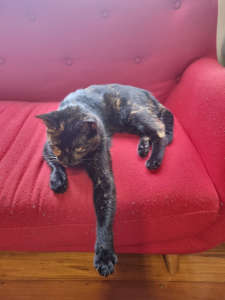 Domestic Short Hair Tortoiseshell 3 Year Old Cat - Free To Good Home