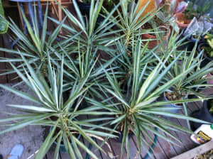 Yucca plants with silver stripes well established 65-85cm tall