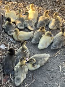 Duckling Muscovy Eggs hatched , Indian runner fertile