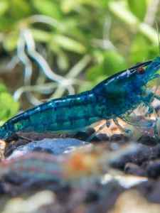 Blue Diamond Shrimp