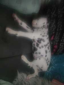 dalmatian pup female