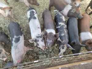 Berkshire X Duroc Pigs