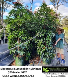 Elaeocarpus Eumundii Superb Quality - Feature Tree Mudgeeraba Gold Coast South Preview