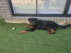 1-Year-Old Rottweiler (Grizzly) NOT DESEXED 
