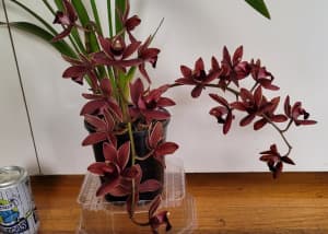 GIFT MISS MUFFET Flowering cymbidium orchid plant cascadingDoubleSpike