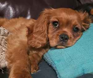 Cavalier King Charles Male puppy