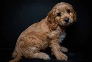 READY NOW 1male Cavoodle puppy. DNA clear! 