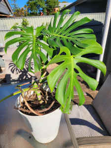 Monstera plant 