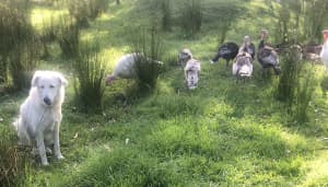 TURKEYS young Friendly for sale 