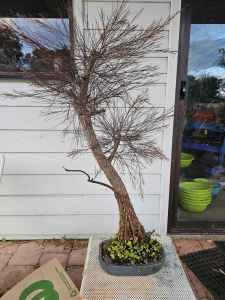 bonsai trees for sale 