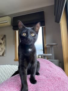 Beautiful female Kitten for adoption!