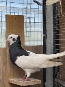 Toghie pigeon