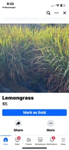 Wanted: Lemongrass