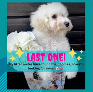 🥰URGENT ❤️Purebred Toy Poodle DNA cleared. Needing family