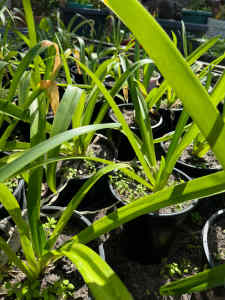 Agapanthus Plants