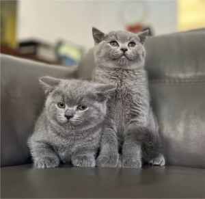 Pedigree British Shorthair kittens